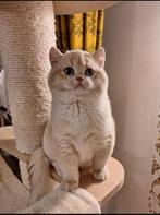 Golden Britse Korthaar, Dieren en Toebehoren, Katten en Kittens | Overige Katten, Kater