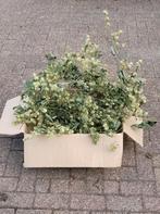 Gedroogde Hop Ranken, Hop Takken / grote doos vol: € 15,-, Ophalen, Nieuw