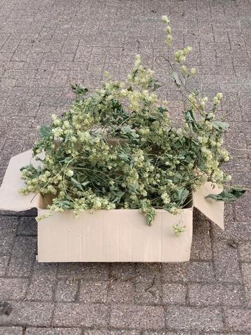Gedroogde Hop Ranken, Hop Takken / grote doos vol: € 15,- beschikbaar voor biedingen