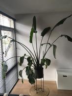 Strelitzia huiskamerplant, Huis en Inrichting, Kamerplanten, Overige soorten, 150 tot 200 cm, Halfschaduw, Ophalen