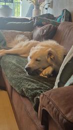 Prachtige Baron is in Nederland, Dieren en Toebehoren, Honden | Niet-rashonden, Particulier, Rabiës (hondsdolheid), Reu, 1 tot 2 jaar