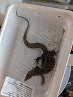 Varanus acanthurus 0.1, Dieren en Toebehoren, Hagedis, 0 tot 2 jaar