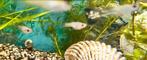 Jonge guppy’s, Dieren en Toebehoren, Overige typen, Zoetwatervis