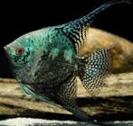Smokey Blue Pinoy Maanvis L 8-10 spanwijdte, Dieren en Toebehoren, Vissen | Aquariumvissen, Vis, Zoetwatervis, Schoolvis