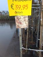 Mooie Magnolia Kobus Boom - 3 tot 4 meter hoog, Tuin en Terras, Planten | Bomen, Overige soorten, Lente, 250 tot 400 cm, Ophalen