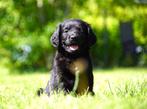 Friese Stabij x Golden Retriever pups HD en ED vrije ouders, Nederland, Overige rassen, 8 tot 15 weken, CDV (hondenziekte)