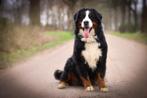 berner sennen dekreu, Dieren en Toebehoren, Honden | Dekreuen, Rabiës (hondsdolheid), 3 tot 5 jaar, Reu, Nederland