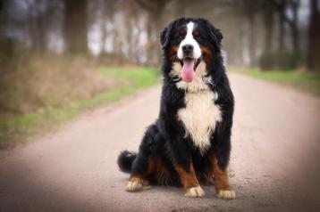  berner sennen dekreu beschikbaar voor biedingen