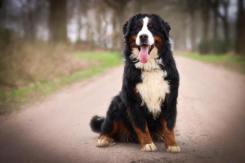 berner sennen dekreu, Dieren en Toebehoren, Honden | Dekreuen, Reu, Fokker | Hobbymatig, Eén hond, Nederland, 3 tot 5 jaar, CDV (hondenziekte)