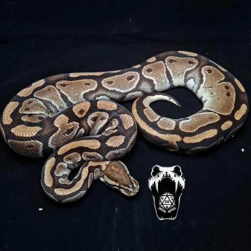 0.1 wildkleur het clown koningspython (python regius), Dieren en Toebehoren, Reptielen en Amfibieën, Slang, 7 tot 10 jaar, Tam
