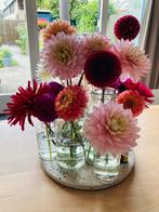 Dahlia zaden, Ophalen of Verzenden, Voorjaar, Volle zon, Zaad