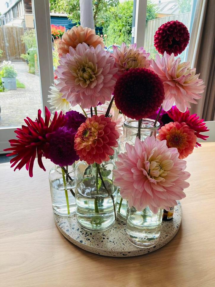 Dahlia zaden, Tuin en Terras, Bloembollen en Zaden, Zaad, Voorjaar, Volle zon, Ophalen of Verzenden