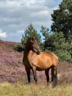 Stal gezocht voor E-pony topper omgeving Apeldoorn, Dieren en Toebehoren, Stalling en Weidegang, Weidegang