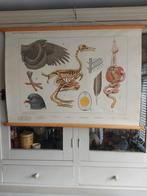 Schoolplaat Duif, Ophalen of Verzenden, Natuur en Biologie