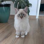 Ragdoll kater nog 1 en een poesje gezocht Meerstad Groningen, Dieren en Toebehoren, Katten en Kittens | Raskatten | Langhaar, Kater
