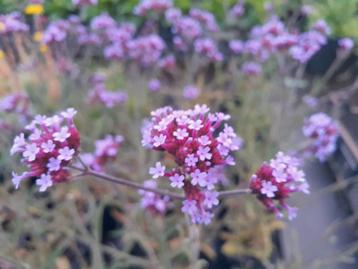 Verbena bonariensis en lollypop  ijzerhard  beschikbaar voor biedingen