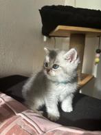 Britste korthaar kittens, Dieren en Toebehoren, Ingeënt