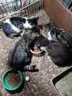Poezen kittens., Dieren en Toebehoren, Katten en Kittens | Overige Katten, Poes, Kortharig, 0 tot 2 jaar