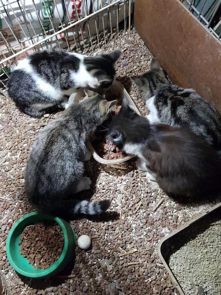 Poezen kittens., Dieren en Toebehoren, Katten en Kittens | Overige Katten, Kortharig, Poes, 0 tot 2 jaar