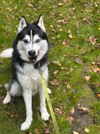 Een hond mooie en rustige huskyhond, Dieren en Toebehoren, Honden | Poolhonden, Keeshonden en Oertypen, Rabiës (hondsdolheid)