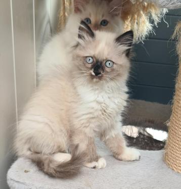 Kitten Britse langhaar X Neva masquerade beschikbaar voor biedingen