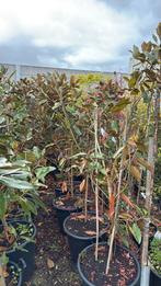 Magnolia grandi flora little jenn grote plant stunt 34,95, Vaste plant, Halfschaduw, Zomer, Ophalen