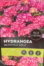 Hortensia diverse kleuren, Tuin en Terras, Planten | Tuinplanten, Ophalen, Zomer, Overige soorten, Halfschaduw