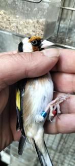 Mooi parva putter man 2024, Dieren en Toebehoren, Vogels | Overige Vogels, Mannelijk, Wildzangvogel