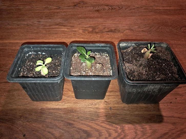 Woestijnroos (Adenium), Huis en Inrichting, Kamerplanten, Overige soorten, Minder dan 100 cm, Bloeiende kamerplant, Ophalen of Verzenden