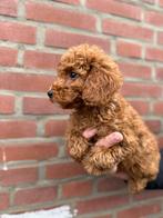 3 prachtige dwergpoedel pups, Poedel, Reu, 8 tot 15 weken, Parvo