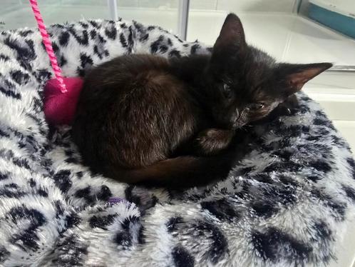 Kleine vechter Jazzy zoekt haar gouden mandje, Dieren en Toebehoren, Katten en Kittens | Overige Katten, Kortharig, Poes, 0 tot 2 jaar