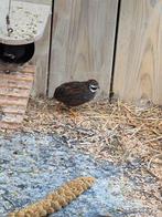 Chinese dwergkwartel., Dieren en Toebehoren, Mannelijk