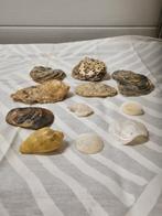 schelpen verschillende, Huis en Inrichting, Woonaccessoires | Overige, Ophalen of Verzenden