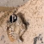 Haan Virginische Boomkwartel, Meerdere dieren, Tropenvogel, Geringd