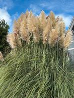 Pampasgras pluimen, Volle zon, Vaste plant, Siergrassen, Ophalen of Verzenden
