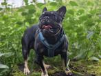 Franse Bulldog Dekreu “Spike” Beschikbaar, Rabiës (hondsdolheid), Reu, Bulldog, Eén hond