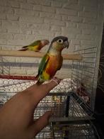 Koppel pyrrhura tamme, Dieren en Toebehoren, Vogels | Parkieten en Papegaaien