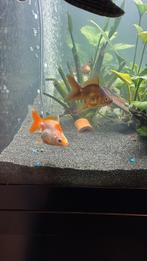 Guppies sluierstaart, Dieren en Toebehoren, Vissen | Aquariumvissen, Vis