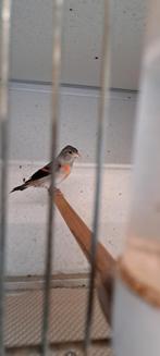 Kapoetsensijsen koppel, Meerdere dieren, Geringd