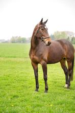 ontzettende lieve merrie, Dieren en Toebehoren, Paarden, Merrie, Gechipt, M, Dressuurpaard