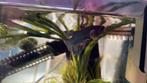 Gratis prachtige Betta!, Dieren en Toebehoren, Vissen | Aquariumvissen, Vis, Zoetwatervis