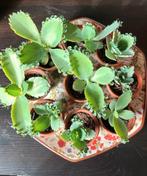 Mother of thousands, Huis en Inrichting, Kamerplanten, Ophalen, Overige soorten, Minder dan 100 cm