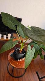 Alocasia Wentii - Prachtige kamerplant, Huis en Inrichting, Kamerplanten, Ophalen