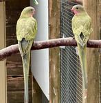 Princess of wales parkieten man en pop, Dieren en Toebehoren, Vogels | Parkieten en Papegaaien, Meerdere dieren, Parkiet