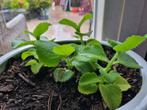 Organische Cubaanse Oregano Levende plant, stek, Huis en Inrichting, Kamerplanten, Ophalen of Verzenden, Overige soorten, Minder dan 100 cm