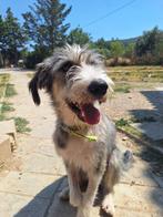 Ontmoet Ra, op zoek naar zijn forever home, Dieren en Toebehoren, Honden | Niet-rashonden, Particulier, Rabiës (hondsdolheid)