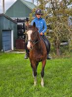 Luxe 7jarige merrie 161cm super veelzijdig met kwaliteit, Dieren en Toebehoren, Paarden, Merrie, Gechipt, L, 7 tot 10 jaar