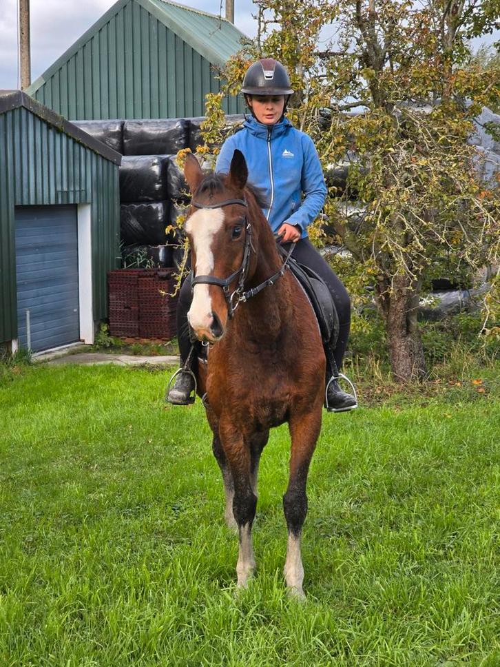 Luxe 7jarige merrie 161cm super veelzijdig met kwaliteit, Dieren en Toebehoren, Paarden, Merrie, L, 160 tot 165 cm, 7 tot 10 jaar