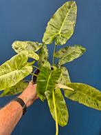 Philodendron Paraiso Verde p17 (4), Huis en Inrichting, Kamerplanten, Ophalen of Verzenden, Halfschaduw, Minder dan 100 cm