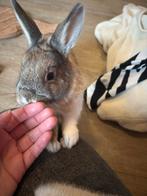 Lief sociaal konijn., Dieren en Toebehoren, Konijnen, Vrouwelijk, Klein, 0 tot 2 jaar